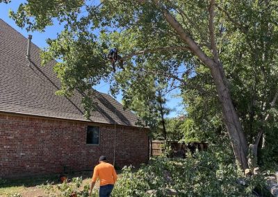 Tree Removal Service Edmond OK3