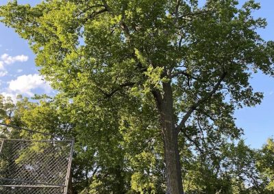 Tree Removal Edmond