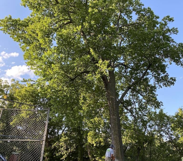 Tree Removal Edmond