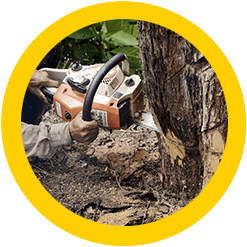 Tree Removal Service Edmond OK | Tree Removal