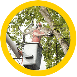 Tree Removal Service Edmond OK | Tree Trimming